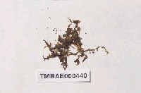 藏品(麻錦苔屬)的圖片